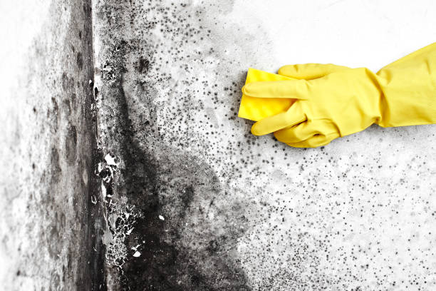 Best Toxic Mold Removal  in Lewistown, IL