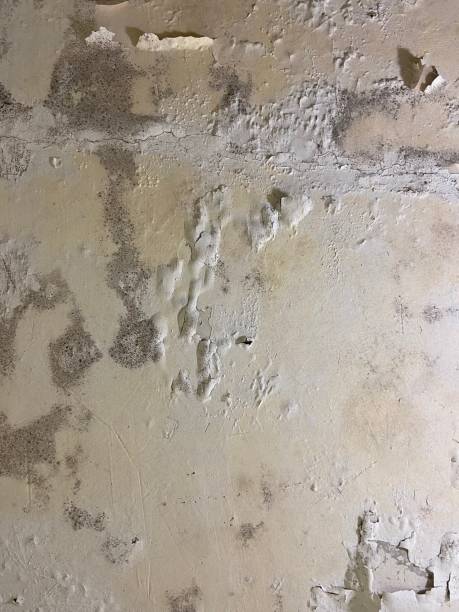 Best Mold Removal Process  in Lewistown, IL