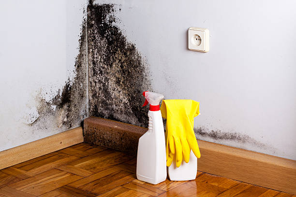 Best Emergency Mold Removal  in Lewistown, IL