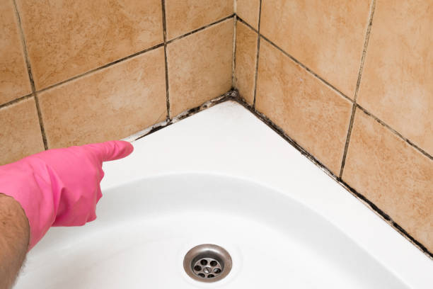 Best Black Mold Removal  in Lewistown, IL
